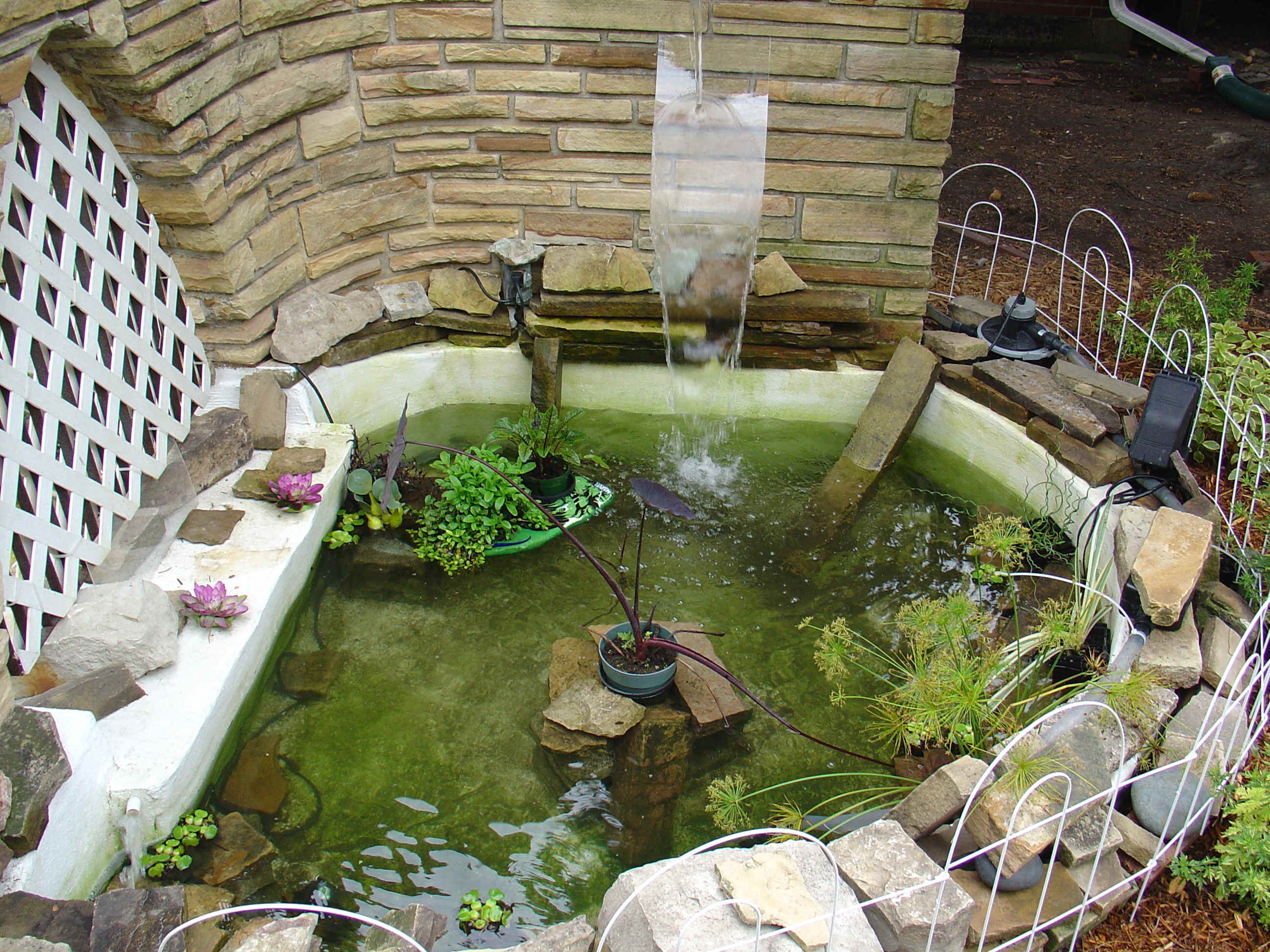 pond backyard